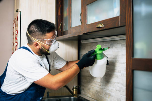 Best Rat Extermination Near Me  in Poway, CA