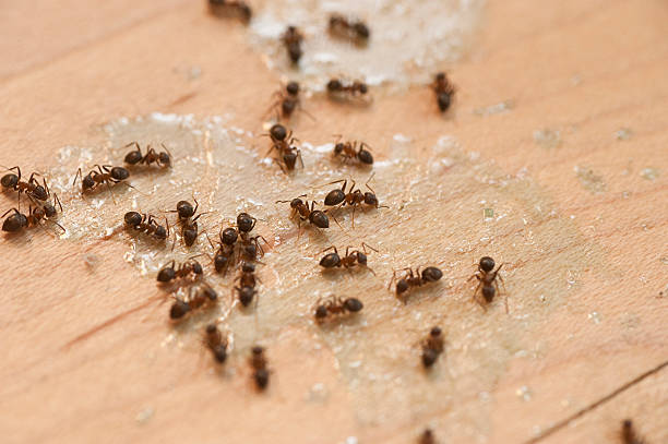 Best Flea Control Services  in Poway, CA