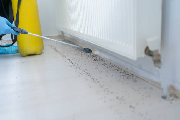 Best Wasp Removal Services  in Poway, CA