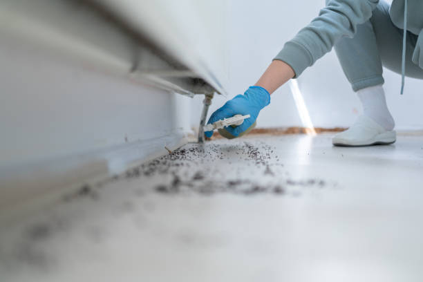 Best Local Pest Control Services  in Poway, CA